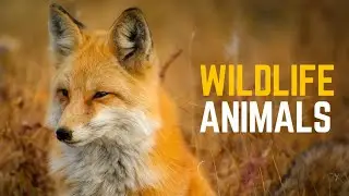 Immersive Wildlife Experience | Sounds of the Animal Kingdom