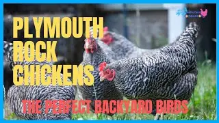 Plymouth Rock Chickens: The Perfect Backyard Birds