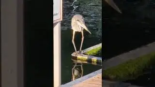 Fischreiher sucht Frühstück 3