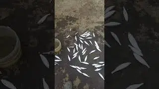 да да на маховую удочку на поплавок. 