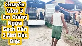 Latest 2026 Transfer of Cremello Breeding Stock to Hung Yen Province | BẠCH MÃ TV