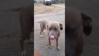 Doggy Challenge 🐶🐕