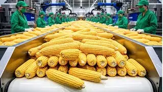 INSIDE A POPCORN FACTORY: FROM RAW CORN KERNELS TO BUTTERY POPCORN