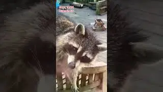 It's Cheeky Boo the Raccoon at the Door. Peanut Butter Club Diary