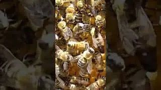 Как не надо метить маток  