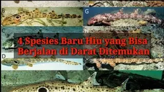 4 Spesies Baru Hiu yang Bisa Berjalan di Darat Ditemukan