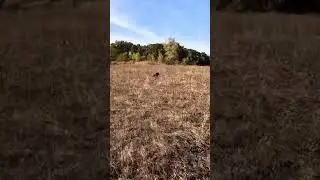 ОХОТА НА ФАЗАНА С СОБАКОЙ 