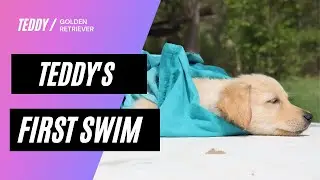 Teddy's first swim | Golden Retriever puppy first swim