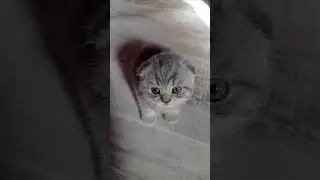котик