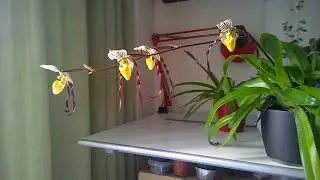 Paphiopedilum philippinensis