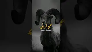 qurbani or farman e mustafa #Shorts #hadees #farman_e_mustfa #quranrecitation #qurbani #viral