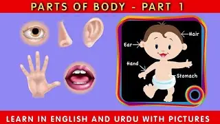 Parts of Body Learn in English and Urdu for Kids I Head, Shoulders, Knees & Toes I Kids Video