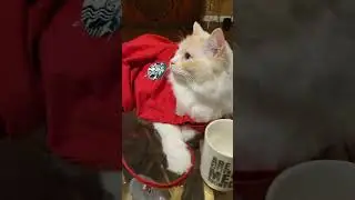 Purrfect Purrista
