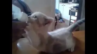 Funny cat