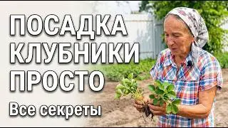 Посадка клубники. Все секреты посадки клубники, земляники в одном видео.