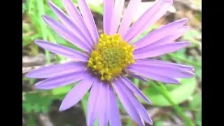 Dolomiti  - Part 2
