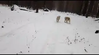 СЕВЕР - НОРМ 👍