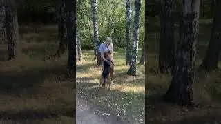 Это невероятно мило 🥰 #shortvideo #собака #youtubeshorts #shorts