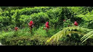 Kebun Teh | Cinematic