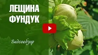 Лещина обыкновенная ➡ Посадка и уход 🌟 Видеообзор hitsadTV