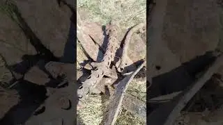два пулемета ВОВ