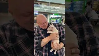 Бультерьер Барецкий
