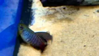 Nothobranchius Guentheri Kille Fish Spawning Behaviour