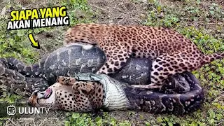 Moments When Big Cats Face the Python