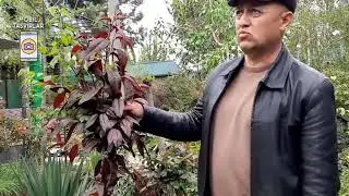 OBOD XONADON efir 19 04 2020
