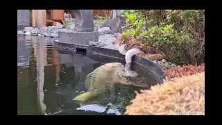Кот и рыба.