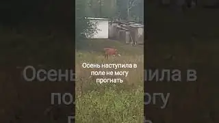 Моёхозяйство #automobile осень