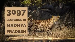 Leopard State of India | Madhya Pradesh | Panna Tiger Reserve