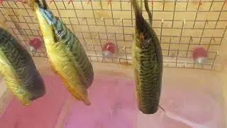 Скумбрия в коптилке холодного копчения