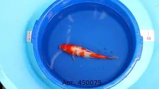 Карп кои Кохаку 25см лот Кои ферма 450075