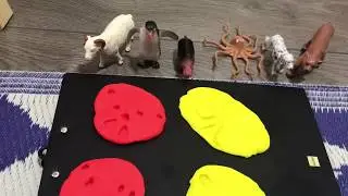 Animal Footprint | Quiet Time Activity