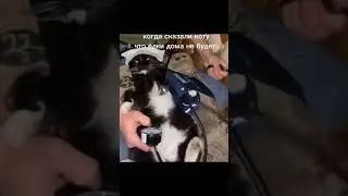 Котэус #кот #котики #shorts
