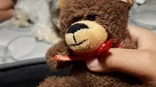 Tim gets a puppy