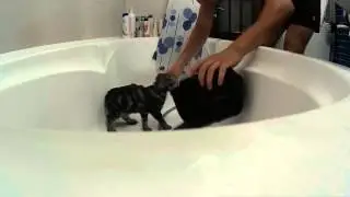 Что делать, если кот гадит где попало