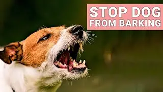 Stop Your Dog From Barking at Everything