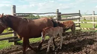 Выпустили жеребца для Ветки