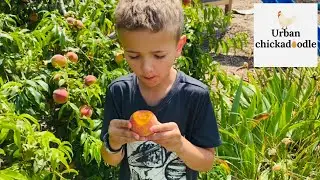 Summer Garden Tour | Vegetables | Orchard | Berries | Herbs