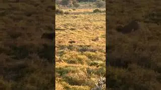 Rare Aardwolf having a stroll #safari #africa #wildlife #travel #animals #nature