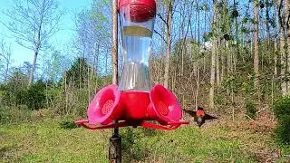 Ruby Throated Hummingbird