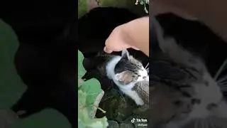 Спасли котят😍😍😍 Тик-Ток Tik-Tok Musically видео