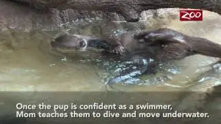 Otter Pups Swim Lesson
