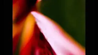 Sine - Our Secret Garden