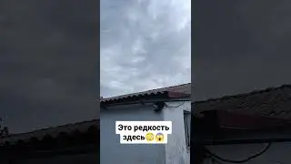 Это редкость здесь!😳😱 #путешествие #природа #отдых #блогер