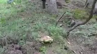 2018 porcini settembre trentino