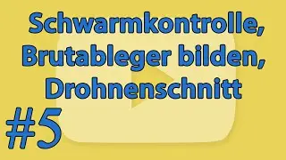 [#5] ► Schwarmkontrolle, Bildung von Brutablegern und Ausschneiden der ersten Drohnenbrut