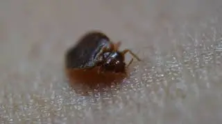 Hora de comer. Chinches. Bed bugs
